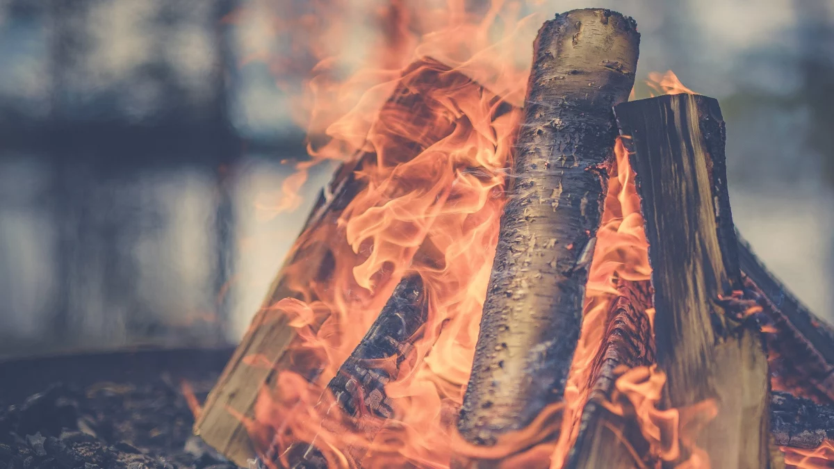Vitalis Blog - "Más leña al fuego": Impactos socioambientales del aprovechamiento de leña en Venezuela